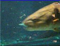 Seaworld Orlando Florida Webcam